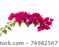 Bougainvilleas isolated on white background. Save with clipping path. 74982567