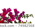 Bougainvilleas isolated on white background. Save with clipping path. 74982568