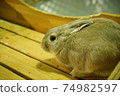 Rabbit  74982597