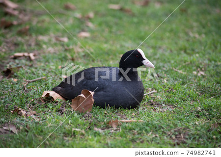 Portrait of black moorhen sitting in the grass in border water Portrait of black moorhen sitting in the grass in border water 74982741