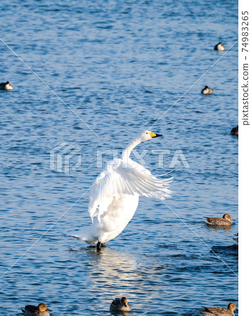 Beautiful swans in Kitaura flapping their wings Beautiful swans in Kitaura flapping their wings 74983265