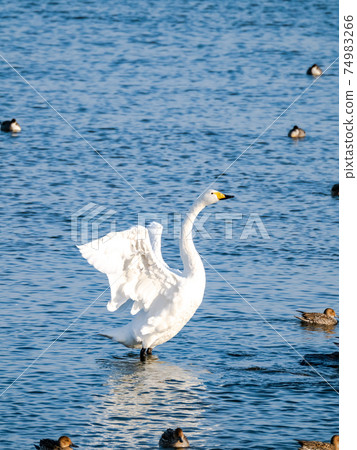 Beautiful swans in Kitaura flapping their wings Beautiful swans in Kitaura flapping their wings 74983266