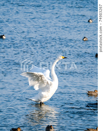 Beautiful swans in Kitaura flapping their wings Beautiful swans in Kitaura flapping their wings 74983267