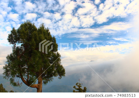 Tree in the Cloud Tree in the Cloud 74983513