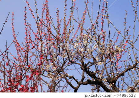 Branches of plums that extend into the blue sky 74983528