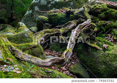 Scenery of a waterfall flowing down the clear stream Kikuchi Gorge in winter 74983592