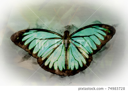 watercolor Butterfly with bright turquoise and black colors watercolor Butterfly with bright turquoise and black colors 74983728