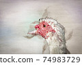 watercolor muscovy duck portrait. Aranjuez, Madrid. Spain, 74983729