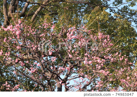 Plum blossoms blooming in early spring Plum blossoms blooming in early spring 74983847