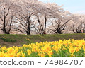[長野]櫻花樹和水仙花 74984707