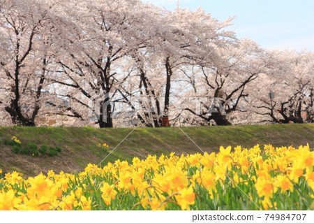 [長野]櫻花樹和水仙花 74984707