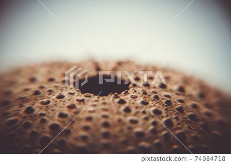 Sea urchin abstract macro view 74984718