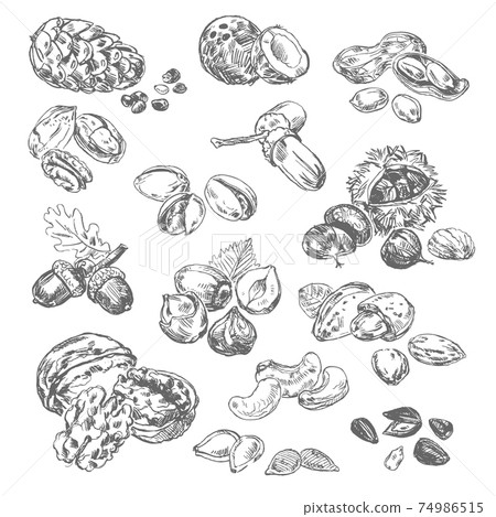 Freehand drawing nuts Freehand drawing nuts 74986515