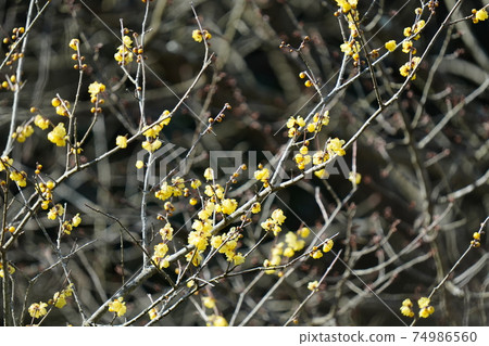 Yellow Japanese allspice flowers bloom in full bloom against the blue sky in midwinter Yellow Japanese allspice flowers bloom in full bloom against the blue sky in midwinter 74986560