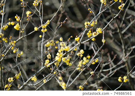 Yellow Japanese allspice flowers bloom in full bloom against the blue sky in midwinter 74986561