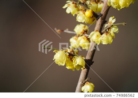 Yellow Japanese allspice flowers bloom in full bloom against the blue sky in midwinter Yellow Japanese allspice flowers bloom in full bloom against the blue sky in midwinter 74986562