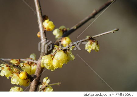 Yellow Japanese allspice flowers bloom in full bloom against the blue sky in midwinter Yellow Japanese allspice flowers bloom in full bloom against the blue sky in midwinter 74986563