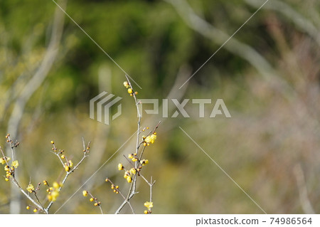 Yellow Japanese allspice flowers bloom in full bloom against the blue sky in midwinter Yellow Japanese allspice flowers bloom in full bloom against the blue sky in midwinter 74986564