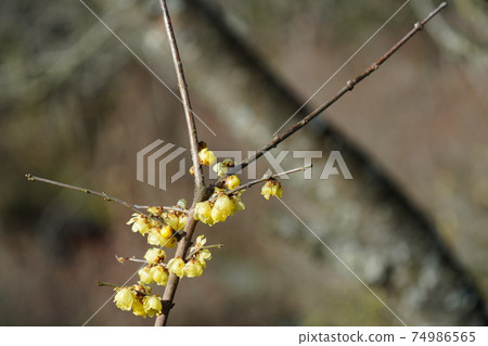 Yellow Japanese allspice flowers bloom in full bloom against the blue sky in midwinter 74986565