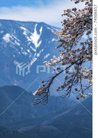 惠那山和櫻花 惠那山和櫻花 74986857