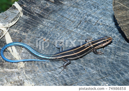 Higashi ni Hondo蜥蜴少年 Higashi ni Hondo蜥蜴少年 74986858