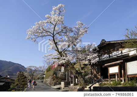 Tsumagojuku的櫻花 74986861
