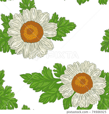 Medical Feverfew Flowers seamless pattern 74986925