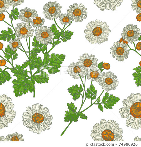 Medical Feverfew Branch seamless pattern Medical Feverfew Branch seamless pattern 74986926