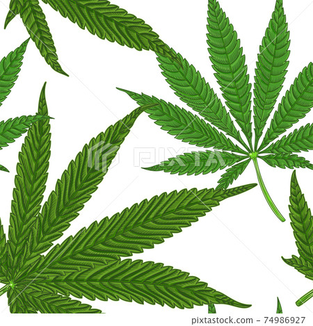 Medical Cannabis Leaves with seamless pattern 74986927