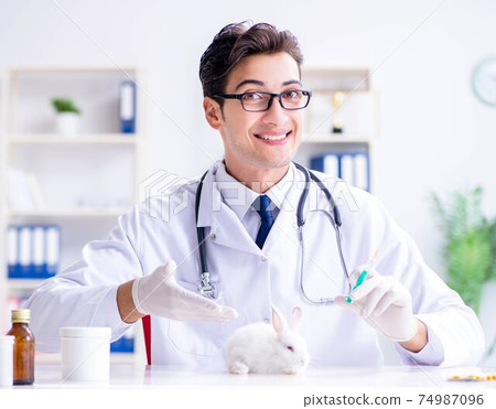 Vet doctor examining rabbit in pet hospital 74987096