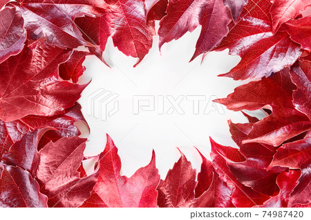 Frame with red decorative wild grape leaves isolated on white background. Decorative fox grape autumn fallen leaf border. Parthenocissus tricuspidata. 74987420
