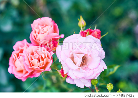 Beautiful pink roses blooming in garden close up, selective focus. Closeup buds of roses on background of greenery. Flowering rose in botanical garden. 74987422