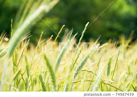 Fresh young wheat ear on blurred forest background. Green Emmer wheat Triticum dicoccum spike. 74987439