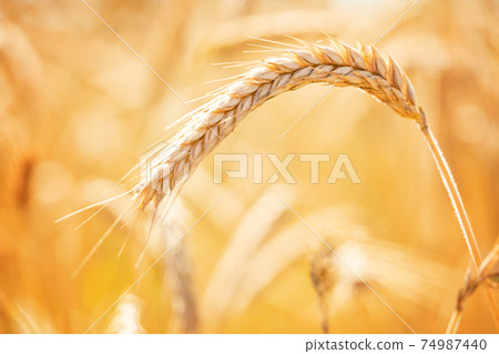 Golden ripe ears of wheat close up. Ripening wheat spikelets in rural meadow closeup. Golden ripe ears of wheat close up. Ripening wheat spikelets in rural meadow closeup. 74987440
