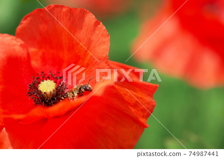 Summer scarlet poppy flowers closeup. Papaver rhoeas in meadow close up. Remembrance day poppy macro. Red corn aka Flanders.. 74987441