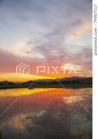 Rural scenery in early summer Sunrise reflected in rice fields Rural scenery in early summer Sunrise reflected in rice fields 74987517