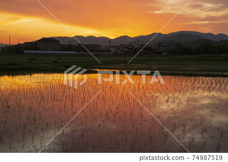 Rural scenery in early summer Sunrise reflected in rice fields 74987519