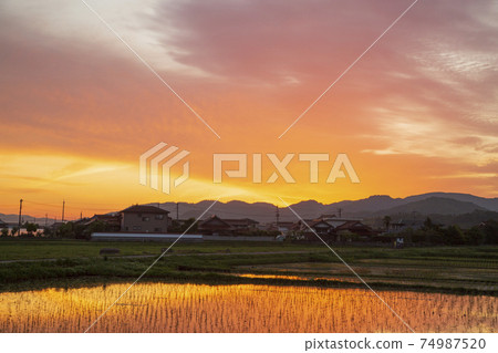 Rural scenery in early summer Sunrise reflected in rice fields Rural scenery in early summer Sunrise reflected in rice fields 74987520