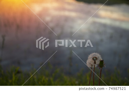 Rural scenery in early summer Sunrise reflected in rice fields 74987521
