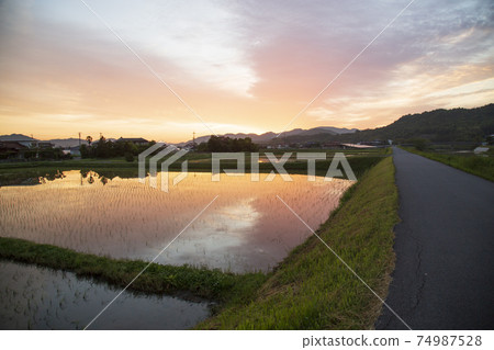 Rural scenery in early summer Sunrise reflected in rice fields 74987528