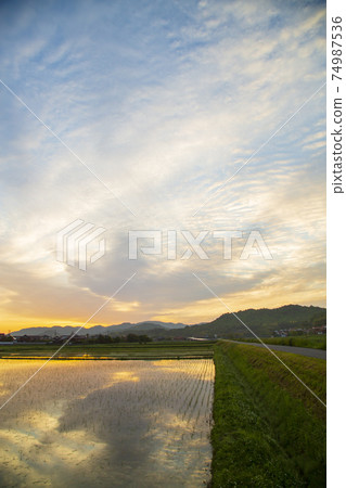 Rural scenery in early summer Sunrise reflected in rice fields 74987536