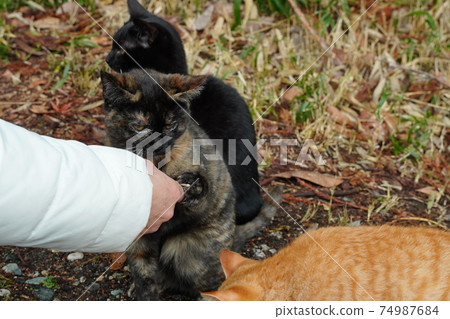 Stray cat kitten brothers who are separated from their parents get breakfast well today Stray cat kitten brothers who are separated from their parents get breakfast well today 74987684