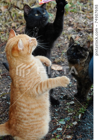 Stray cat kitten brothers who are separated from their parents get breakfast well today 74987698