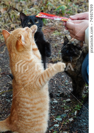 Stray cat kitten brothers who are separated from their parents get breakfast well today 74987699