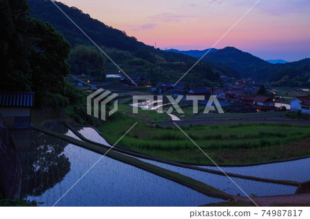 Rural scenery in early summer: Rice terraces and sunrise Rural scenery in early summer: Rice terraces and sunrise 74987817