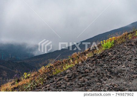 Mount Etna volcanic landscape and its typical vegetation, Sicily 74987902
