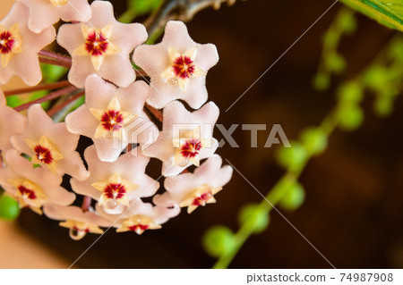 Macro of Hoya Carnosa or Waxplant Flower Macro of Hoya Carnosa or Waxplant Flower 74987908