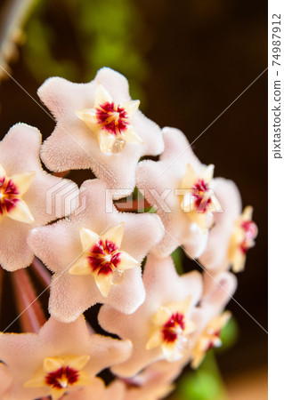 Macro of Hoya Carnosa or Waxplant Flower 74987912