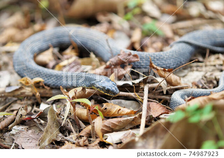 Yamakagashi發黑型 74987923