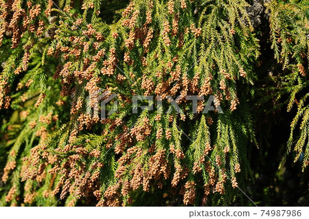 Large-grown cedar nuts store pollen, the source of pollinosis 74987986